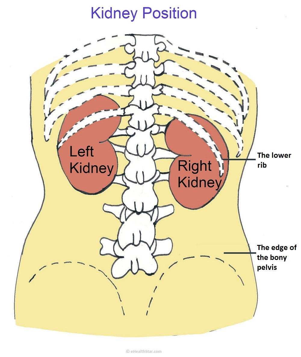 Kidney Pain Location Causes Symptoms EHealthStar