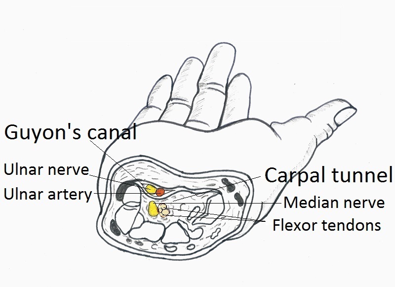 Guyon S Canal Anatomy Pictures Ehealthstar