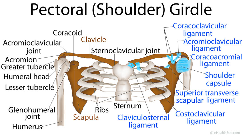 Pectoral Girdle Anatomy Bones Muscles Function Diagram EHealthStar