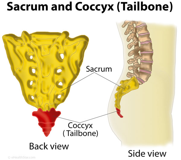 What Is Coccyx tailbone Definition Anatomy Function EHealthStar