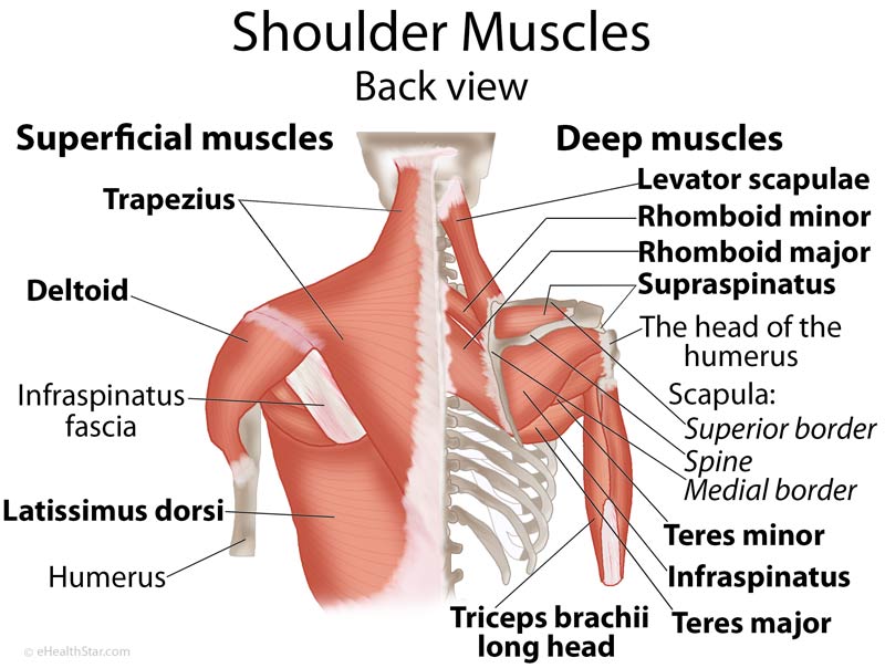 Shoulder Muscles Anatomy Actions Diagram EHealthStar