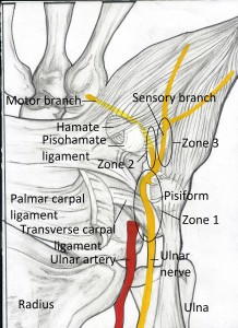 Guyon's Canal Anatomy, Pictures - eHealthStar