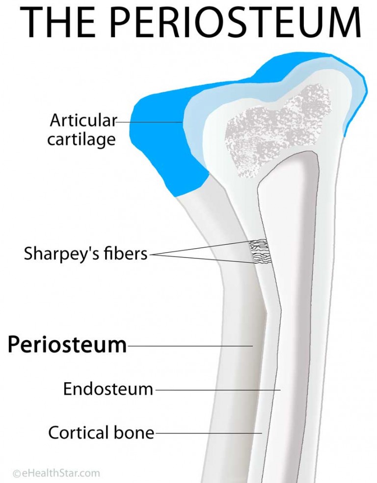 periosteum-definition-location-anatomy-histology-and-function