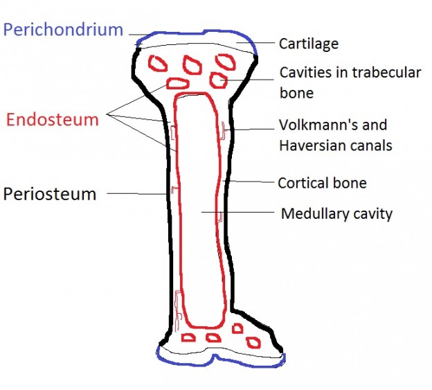 What Is The Difference Between Perichondrium And Periosteum