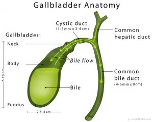 Gallbladder Definition, Anatomy, Parts, Function, Pictures - eHealthStar