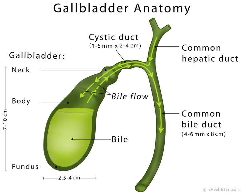 Gallbladder Definition, Anatomy, Parts, Function, Pictures eHealthStar