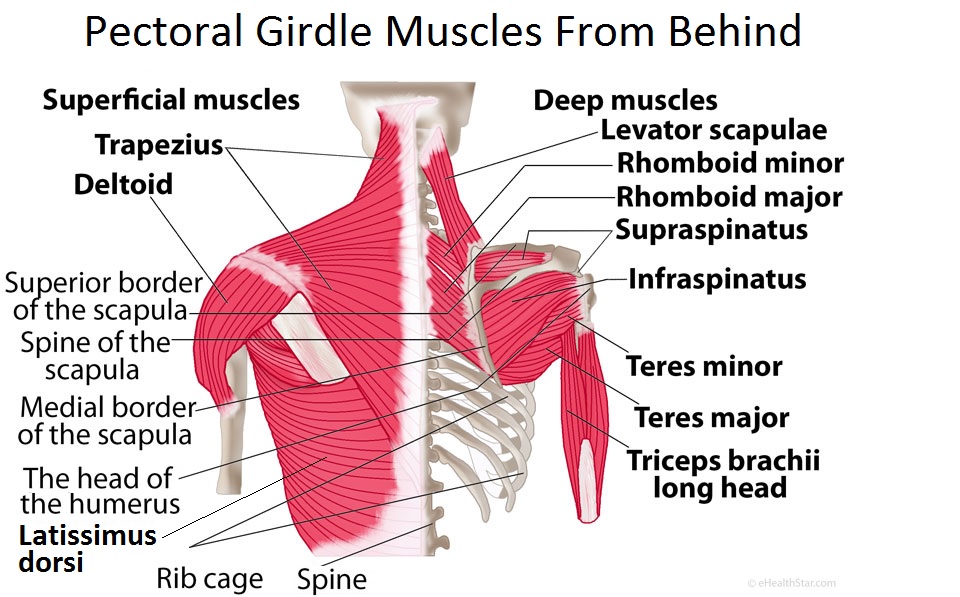 HB 7 - Parts of the Right Portion of the Pectoral Girdle Diagram