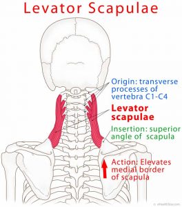 Levator Scapulae Pain Syndrome, Trigger Points, Stretch - eHealthStar