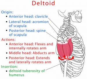 Deltoid (Front, Lateral, Rear) Anatomy, Location, Function, Pain ...