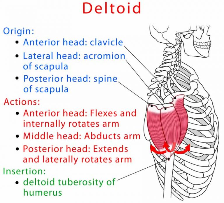 deltoid-front-lateral-rear-anatomy-location-function-pain-ehealthstar